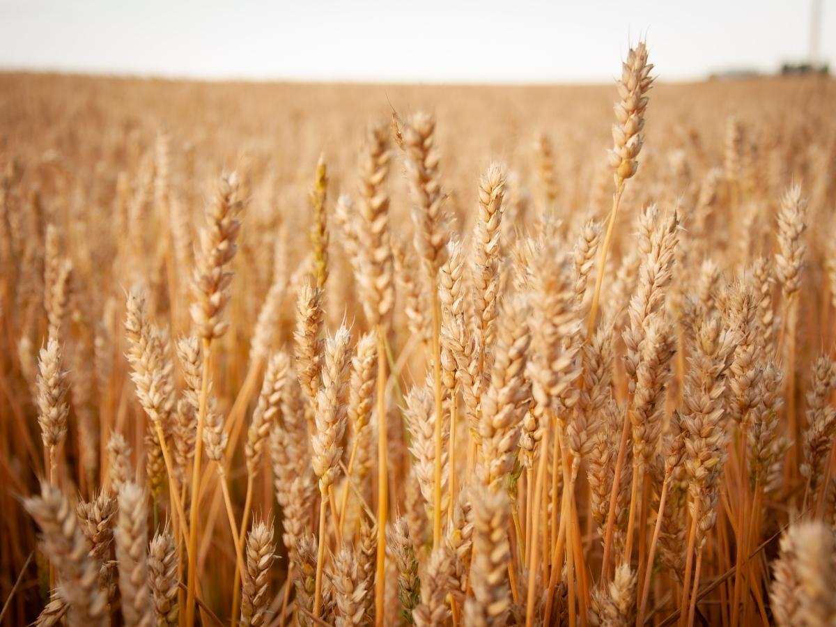 Meu Pai é o agricultor